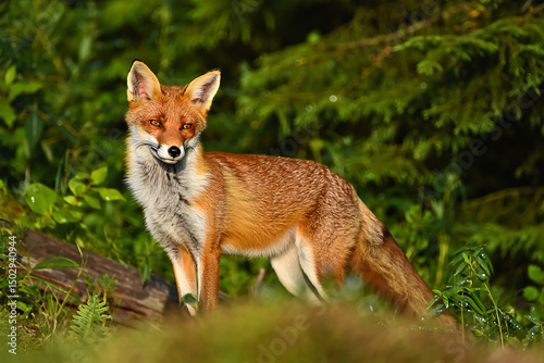 Red fox standing alert in a lush green forest, its orange fur contrasting with the verdant foliage, creating a captivating wildlife portrait.