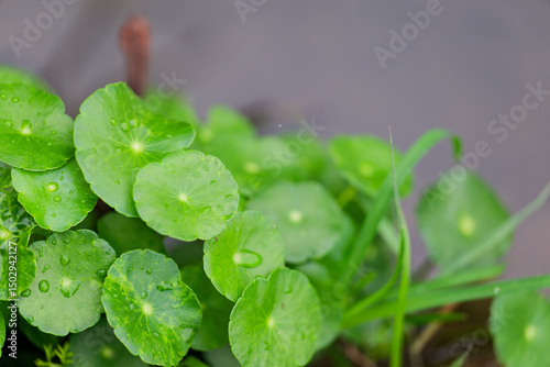 Green Plants on the Water Surface with Dew Drops