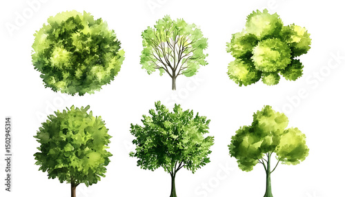 Watercolor tree collection green foliage trees top and side views on transparent background