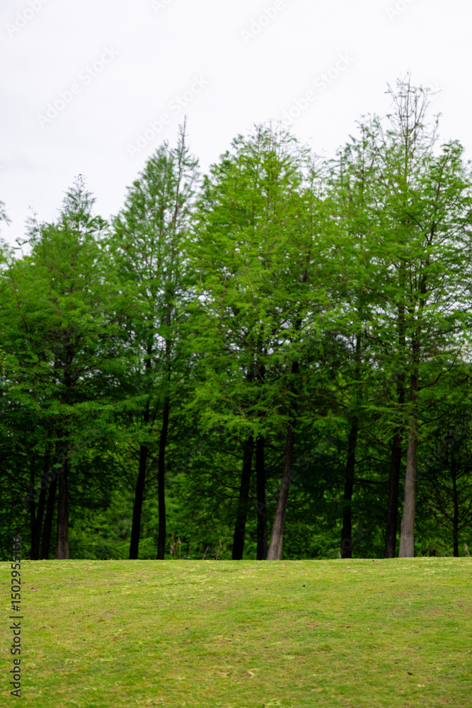 Fototapeta premium A Park with Lush Green Trees