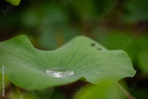 Water Droplet on a Lotus Leaf