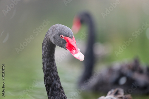 Fototapeta Naklejka Na Ścianę i Meble -  Elegant Black Swan in a Serene Setting