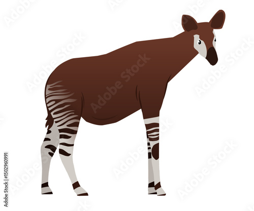 Unique and charming okapi vector design. Perfect for endangered animal or safari themed projects.