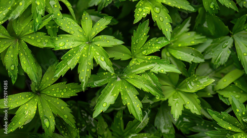 Closeup fresh green leaves with water drops