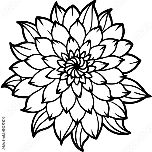 black and white chrysanthemum line art