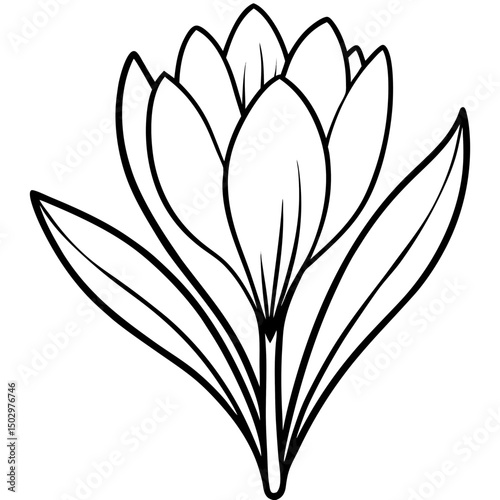 black and white  crocus line art