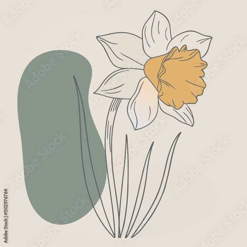 daffodil