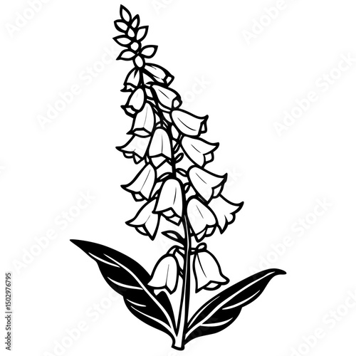 vector  of a  foxglove