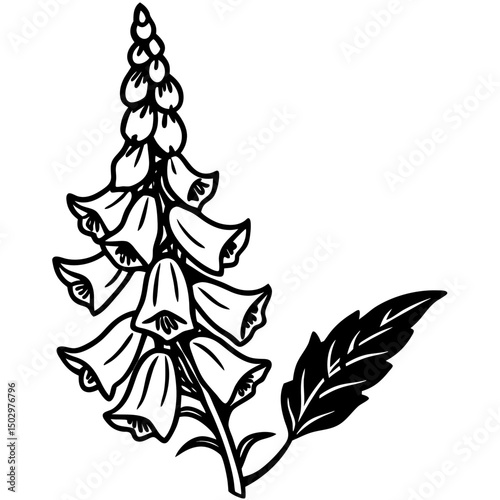 vector illustration of a  foxglove