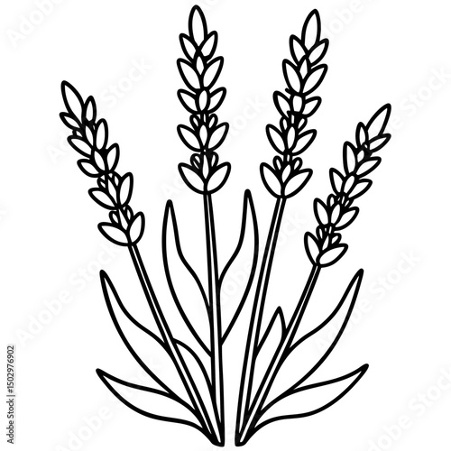  lavender laurel wreath vector