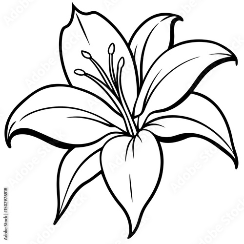 lily