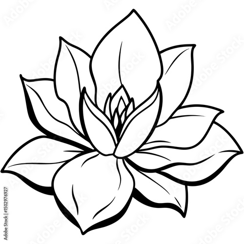 black and white  magnolia flower
