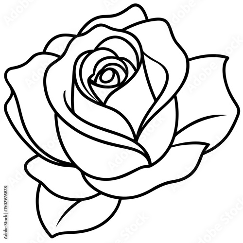 rose-line-art-vector