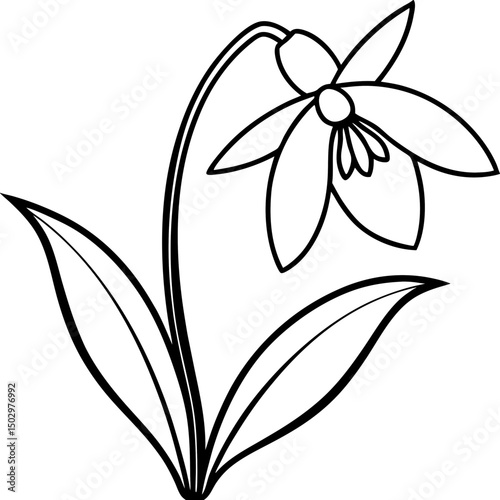 snowdrop line art