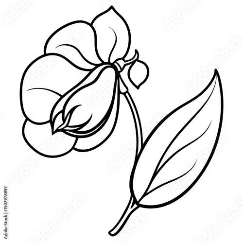 sweet-pea