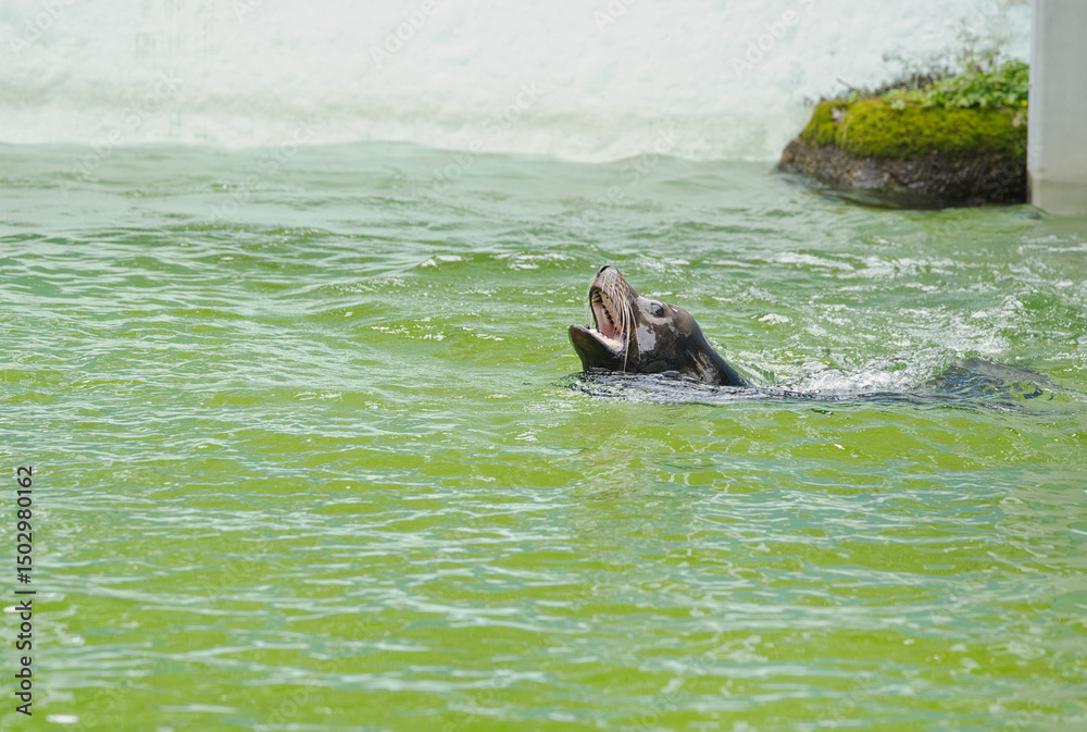 Fototapeta premium あざらし