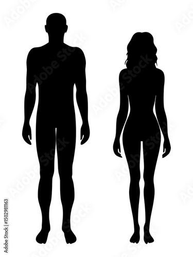Silhouette vector illustration of a male and female standing figure in profile and frontal view. Ideal for infographics, medical diagrams, or general design projects.