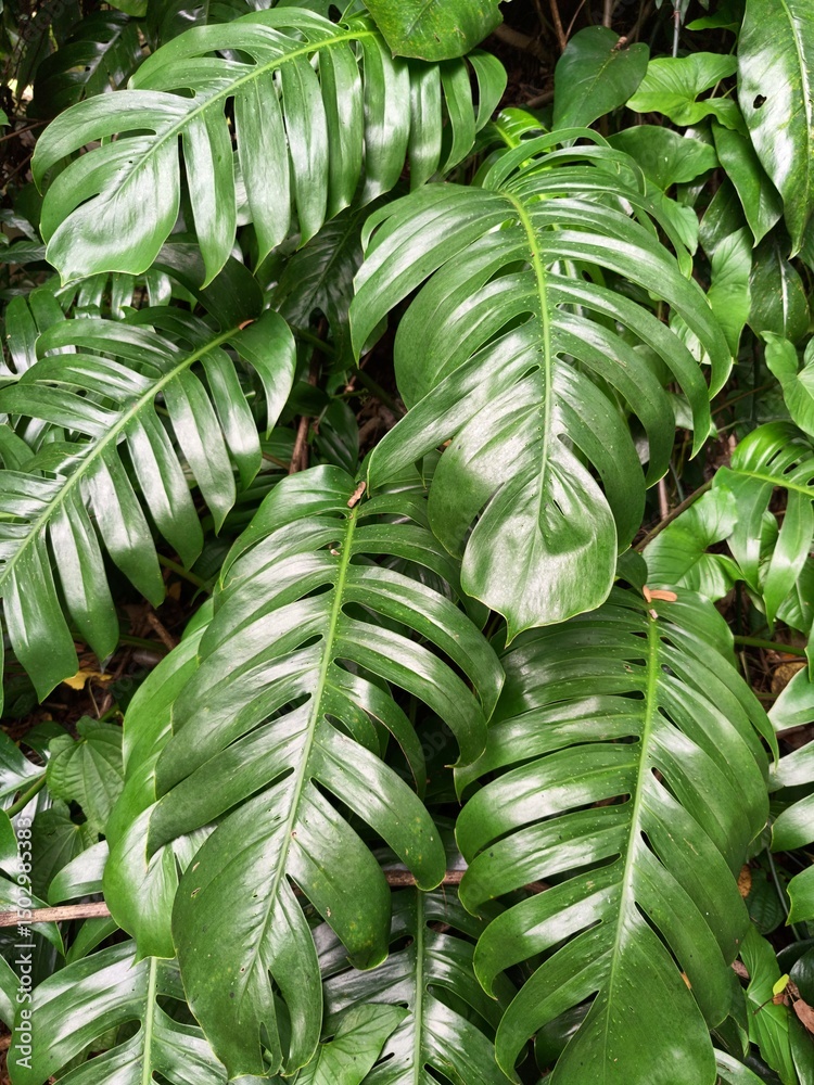 Obraz premium Close-Up of Tropical Monstera Leaves with Rich Green Texture