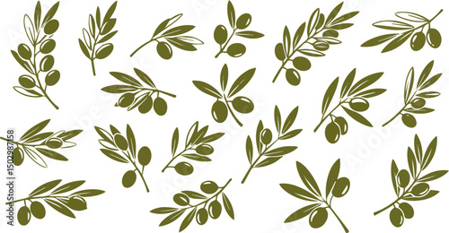 Create a kinds of olive icon set, olive branch isolated on white, Vector illustration with white background .