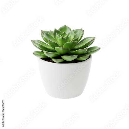 cactus in a pot isolated