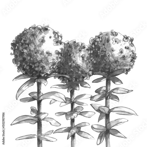 hydrangea watercolor pencil(1)