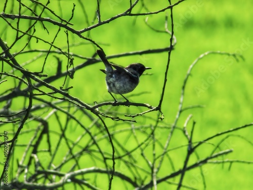 blackbird on a branch