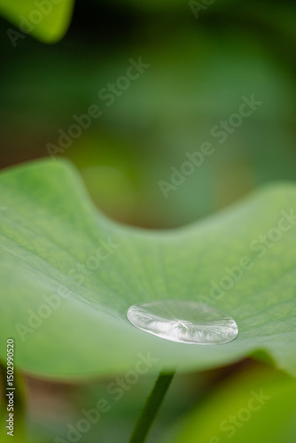 Water Droplet on Lotus Leaf