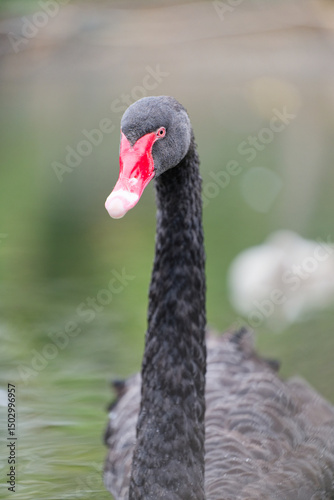 Fototapeta Naklejka Na Ścianę i Meble -  Elegant Black Swan in Serene Waters
