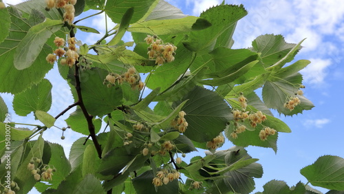 Fotografie Tilia, Ramo di tiglio con piccoli fiori gialli e profumati raccolti in ombrelle