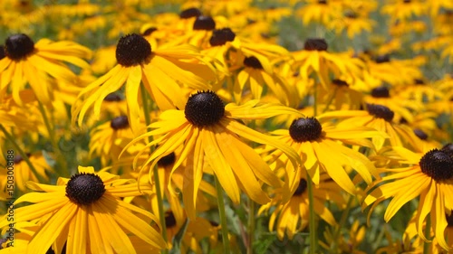 Black-eyed susan blooming in the garden. Scented, yellow, natural rudbeckia field flying bee.	
