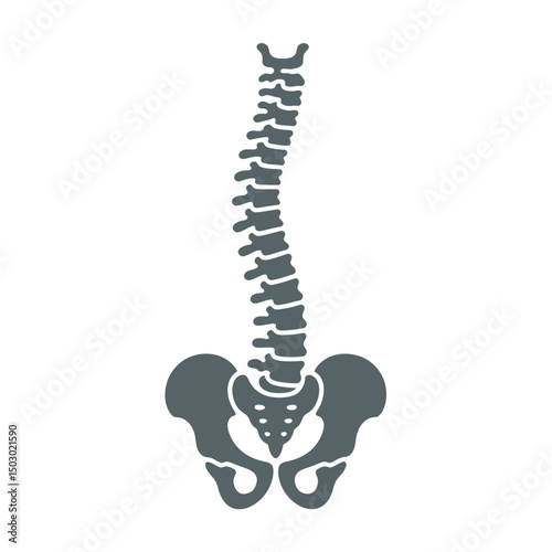 Vertebrae Silhouette vector Art & Illustration, Human Bone, Human organ silhouette on a white background