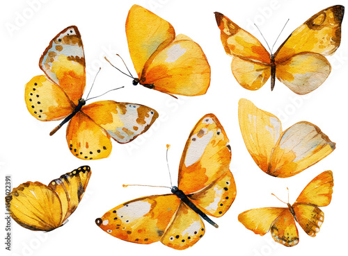 
Yellow butterflies flying, watercolor painting on a white background, clip art for stickers