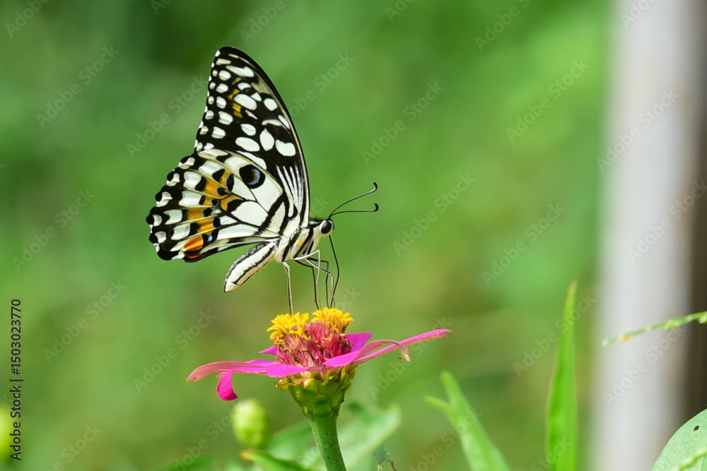 Fototapeta premium butterfly on a flower