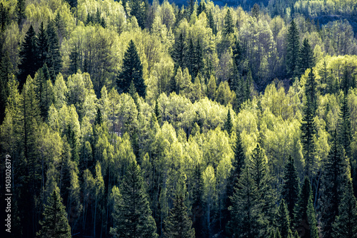 forest in autumn