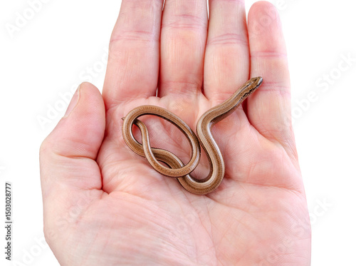 Принти на полотні Small snake resting in human hand on white background