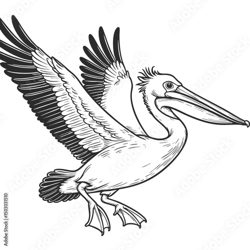 Majestic Pelican in Flight: A Stunning Wildlife Sketch