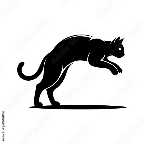 black cat on white
