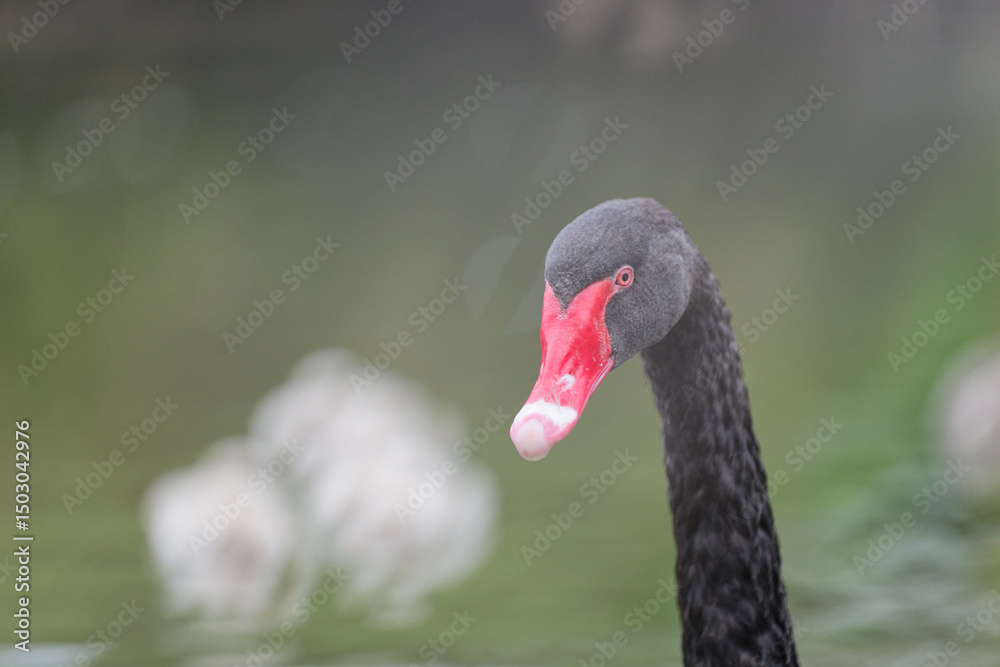 Obraz premium Black Swan on the Lake