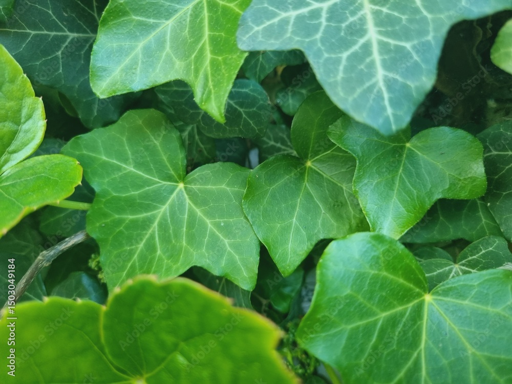 Obraz premium fresh green leaves of ivy