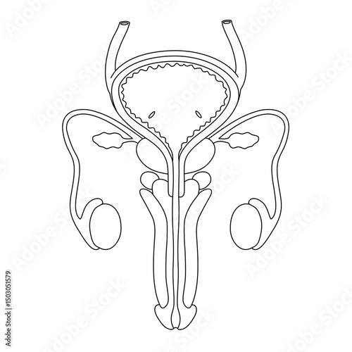 male reproductive organ anatomy line art illustration. Penis, testis, bladder seminal vesicle and prostate gland in human body. sexual organ anatomy. suitable for biology study or medical poster.