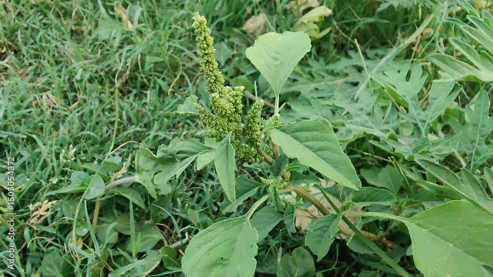 slender amaranth or the Amaranthus viridis