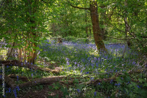 Bluebells (Hyacinthoides non-scripta) in woodland with sunlight filtering through the trees. Beautiful springtime nature scene near Farleigh in Surrey, UK