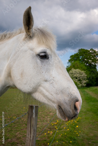 Head of a gray horse in a field looking over a fence with trees behind