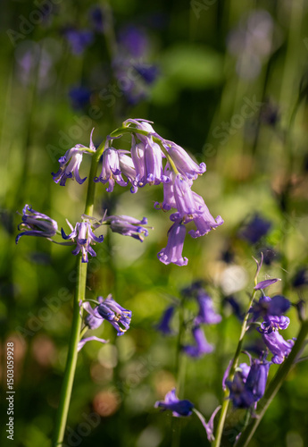 Close up of bluebells (Hyacinthoides non-scripta) in woodland with sunlight filtering through the trees. Beautiful springtime nature scene near Farleigh in Surrey, UK