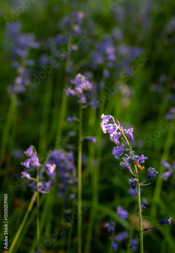 Close up of bluebells (Hyacinthoides non-scripta) in woodland with sunlight filtering through the trees. Beautiful springtime nature scene near Farleigh in Surrey, UK