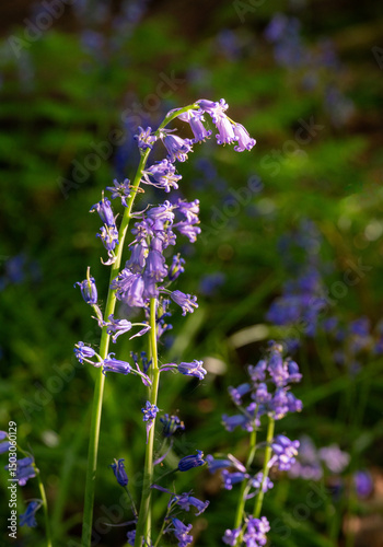 Close up of bluebells (Hyacinthoides non-scripta) in woodland with sunlight filtering through the trees. Beautiful springtime nature scene near Farleigh in Surrey, UK