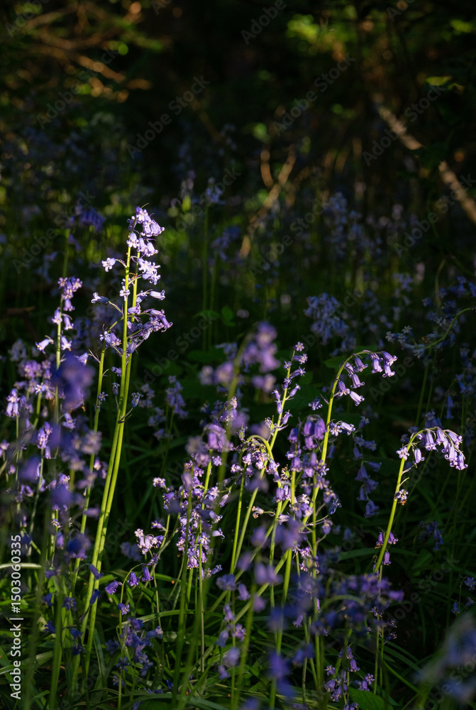 Fototapeta premium Bluebells (Hyacinthoides non-scripta) in the English countryside. Beautiful springtime nature scene near Farleigh in Surrey, UK