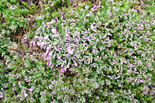 水滴の付いた芝桜の蕾 シバザクラの花 春の植物