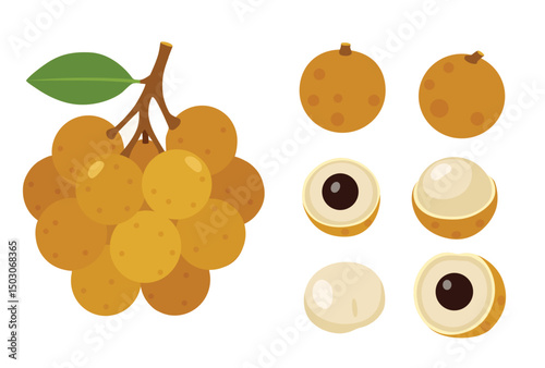 Longan fruit vector logo isolated on white background.	