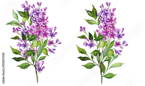 Lilac Watercolor Illustration. Hand Drawn Lilac Branches Isolated. Lilac flower background.  Watercolor Painting of Lilac.  Purple Flowers Watercolor. Elegant Floral Design Template
